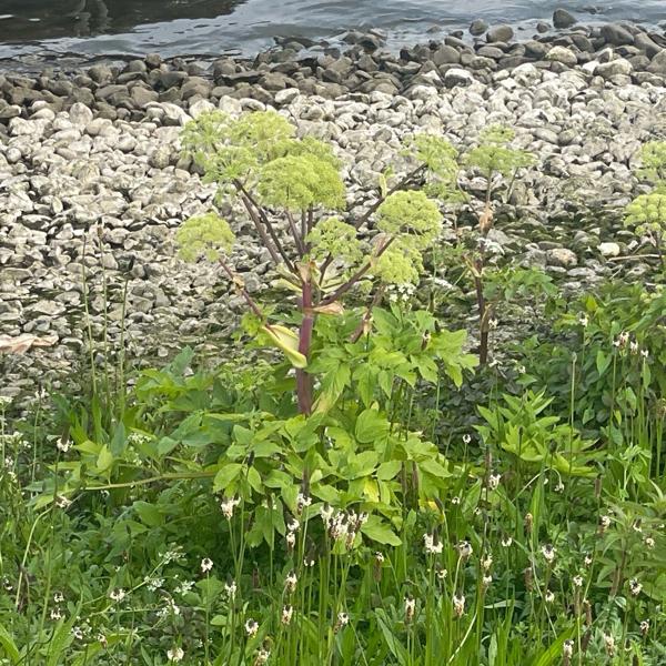Garden angelica (Angelica archangelica)